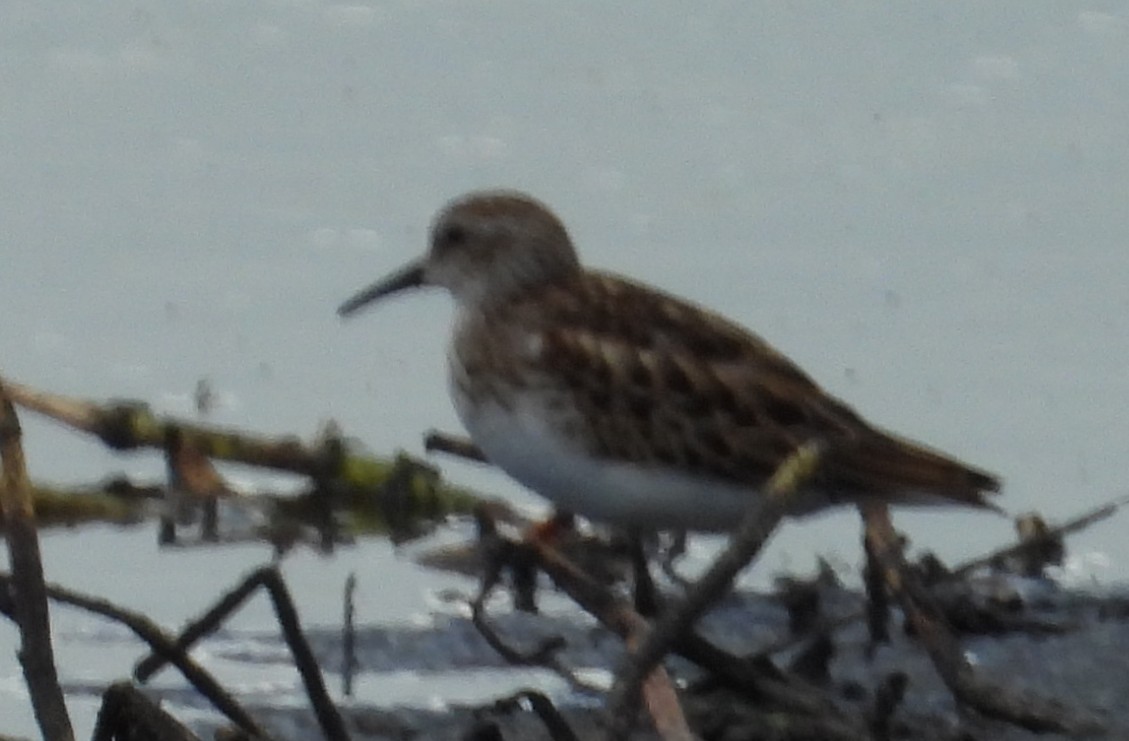 Least Sandpiper - ML641547771