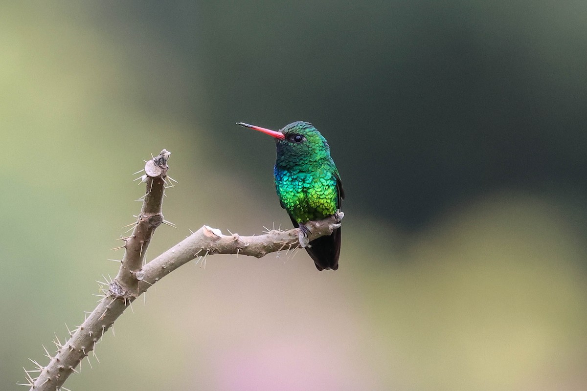 Glittering-bellied Emerald - ML641547777
