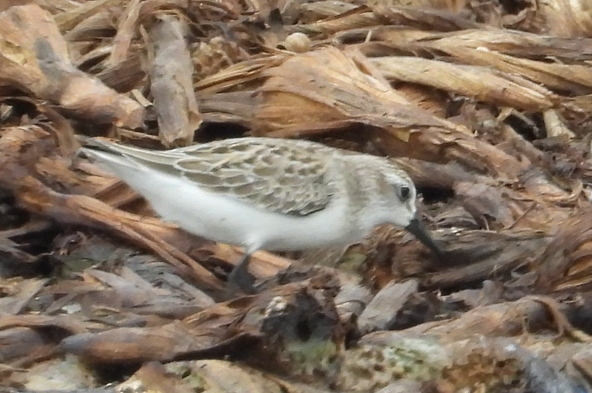Semipalmated Sandpiper - ML641547782