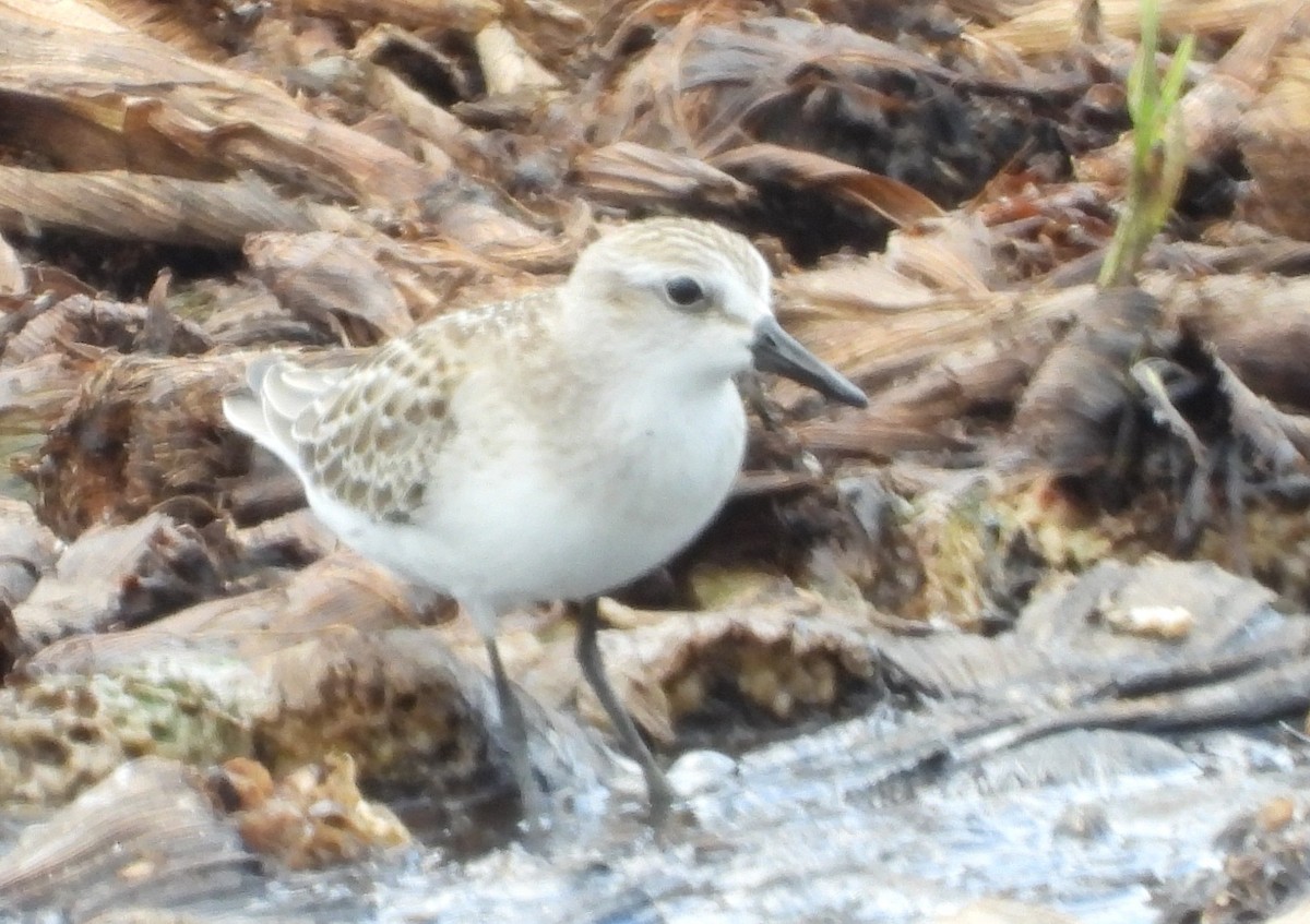 Semipalmated Sandpiper - ML641547783