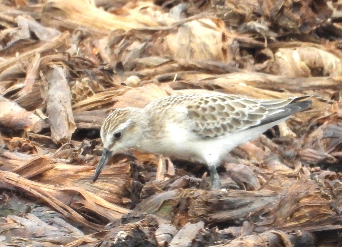 Semipalmated Sandpiper - ML641547784