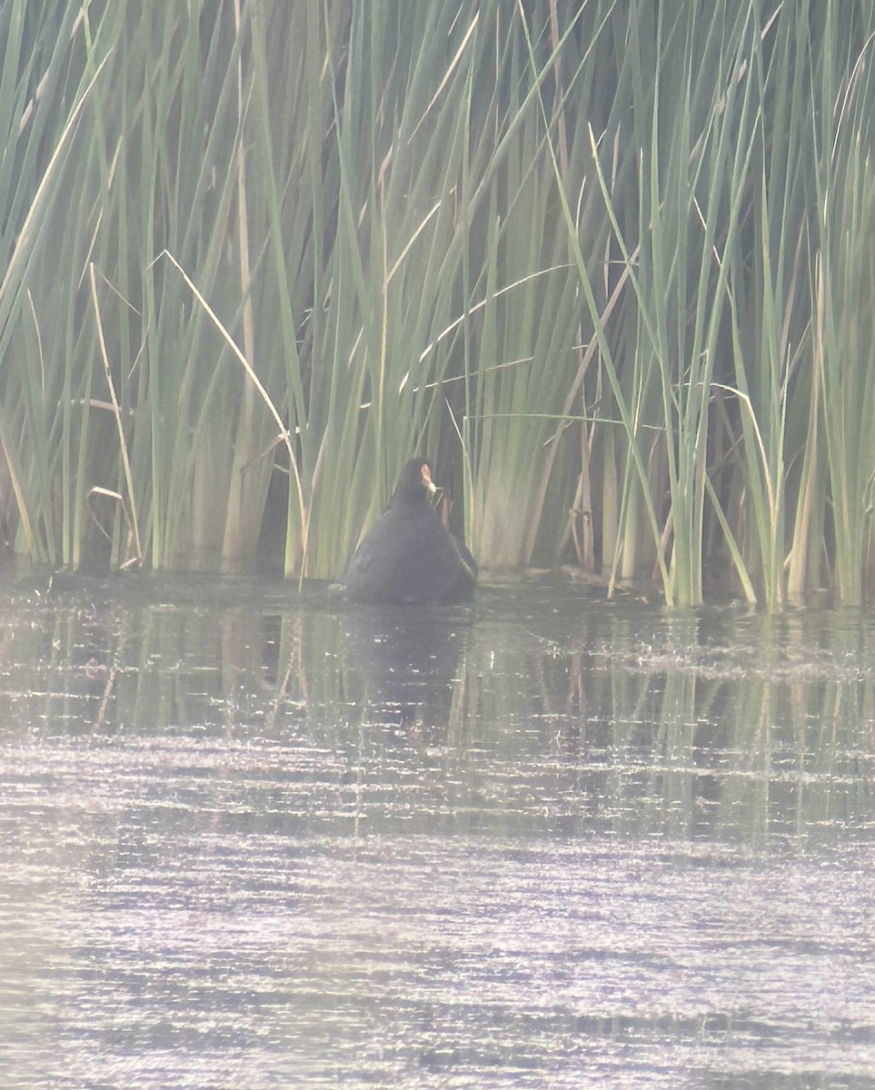Common Gallinule - ML641547789