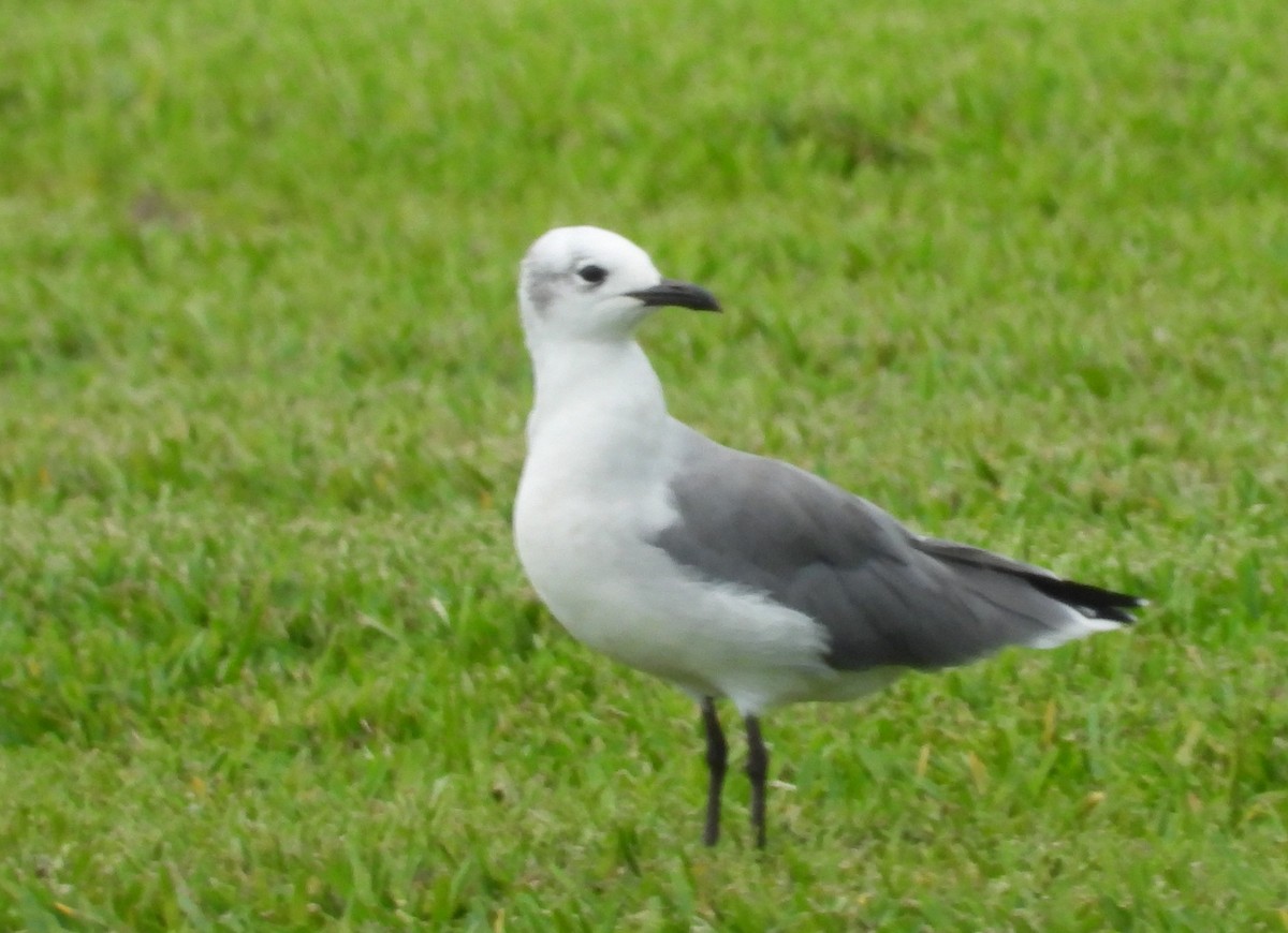 Laughing Gull - ML641547790