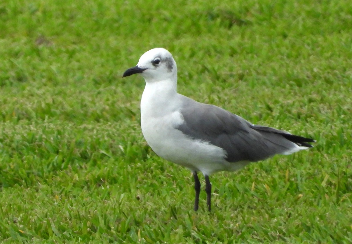 Laughing Gull - ML641547791