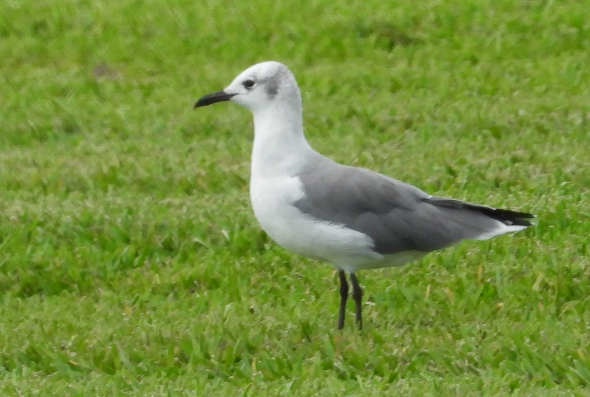 Laughing Gull - ML641547792