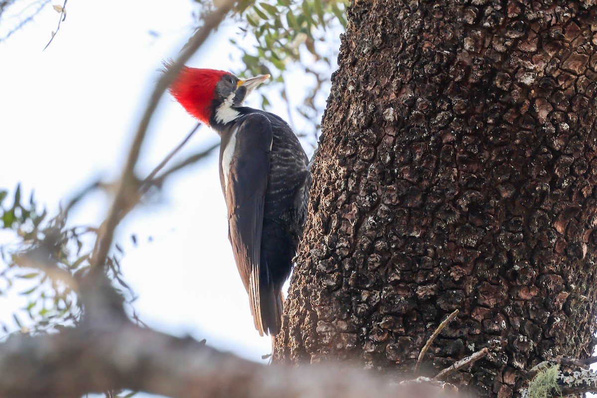 Black-bodied Woodpecker - ML641547853