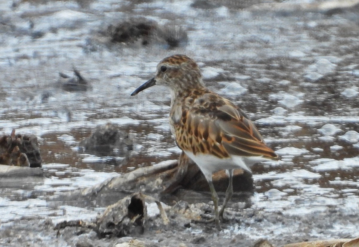Least Sandpiper - ML641547869