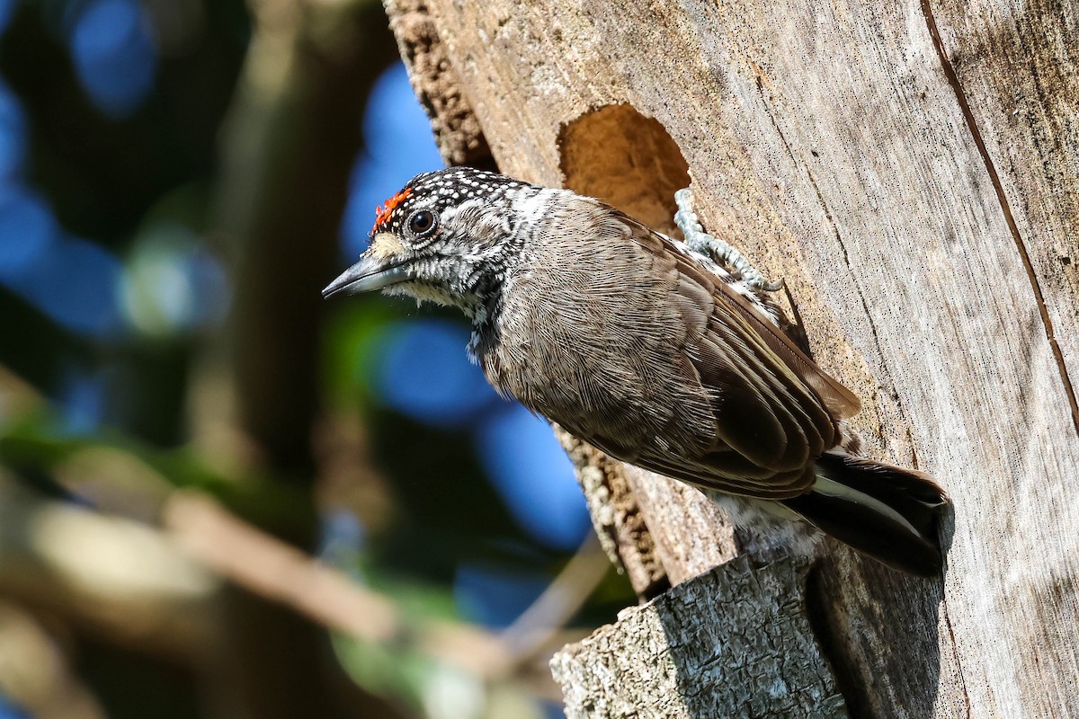 White-barred Piculet - ML641547905