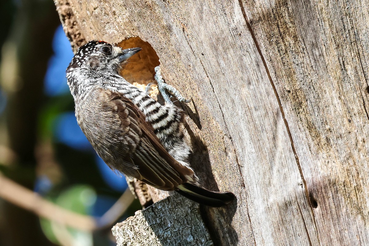 White-barred Piculet - ML641547906
