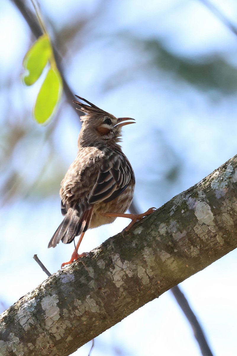 Lark-like Brushrunner - ML641547910