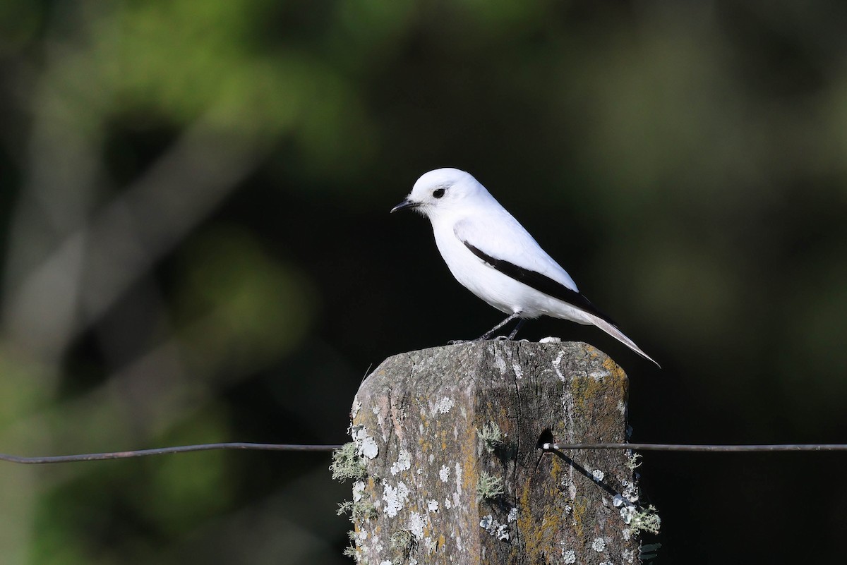 White Monjita - ML641547918