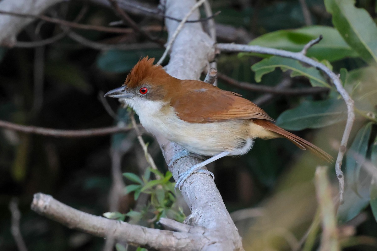 Great Antshrike - ML641547926