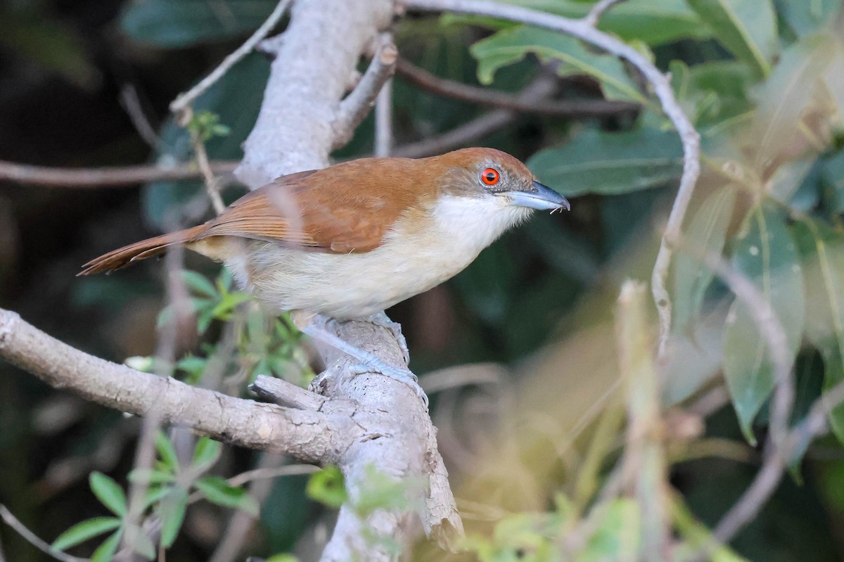 Great Antshrike - ML641547927