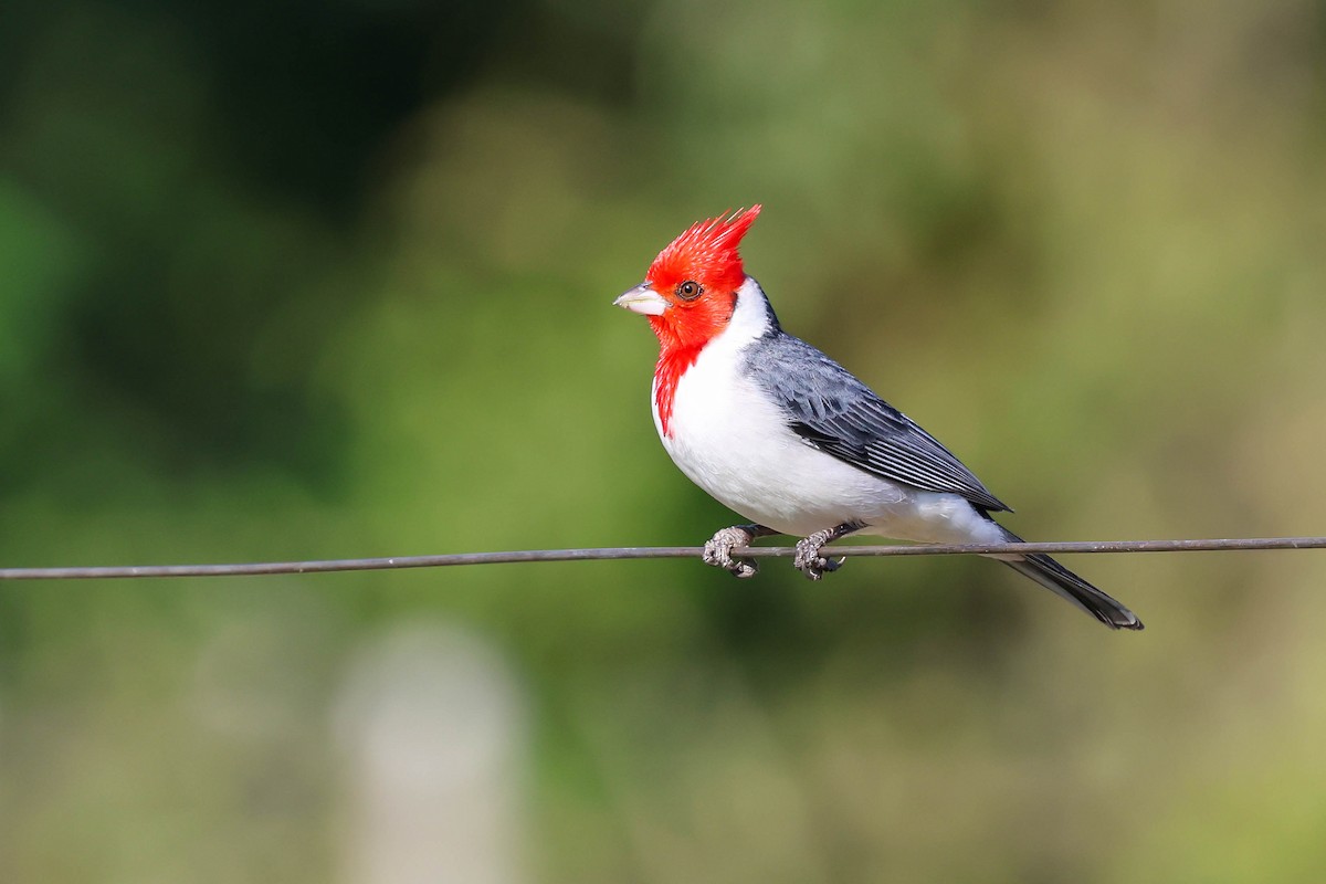 Red-crested Cardinal - ML641547930