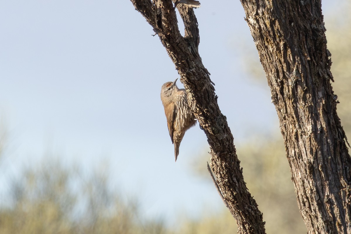 White-browed Treecreeper - ML641547961