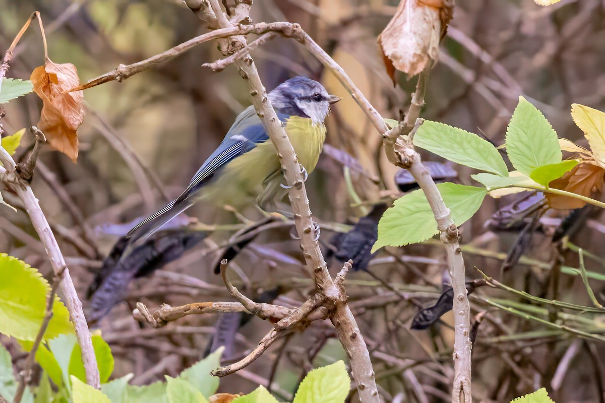 Eurasian Blue Tit - ML641548027