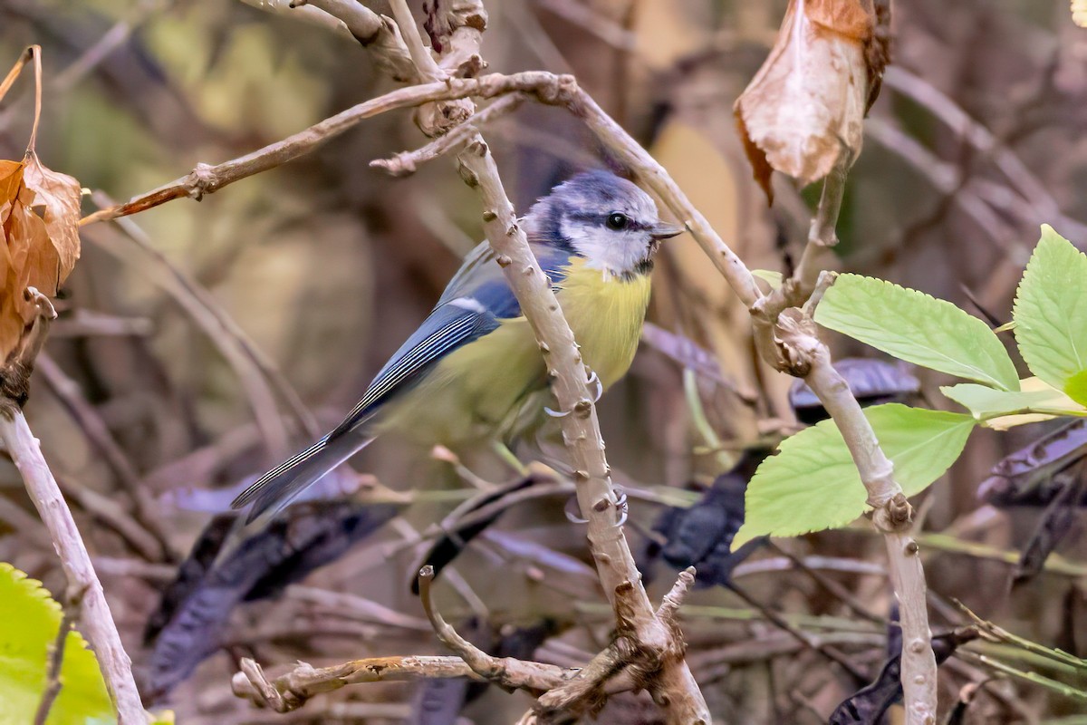 Eurasian Blue Tit - ML641548028