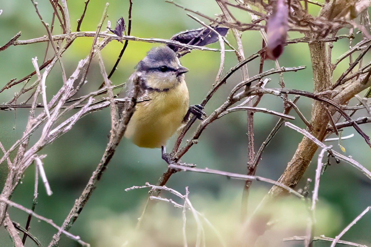 Eurasian Blue Tit - ML641548031