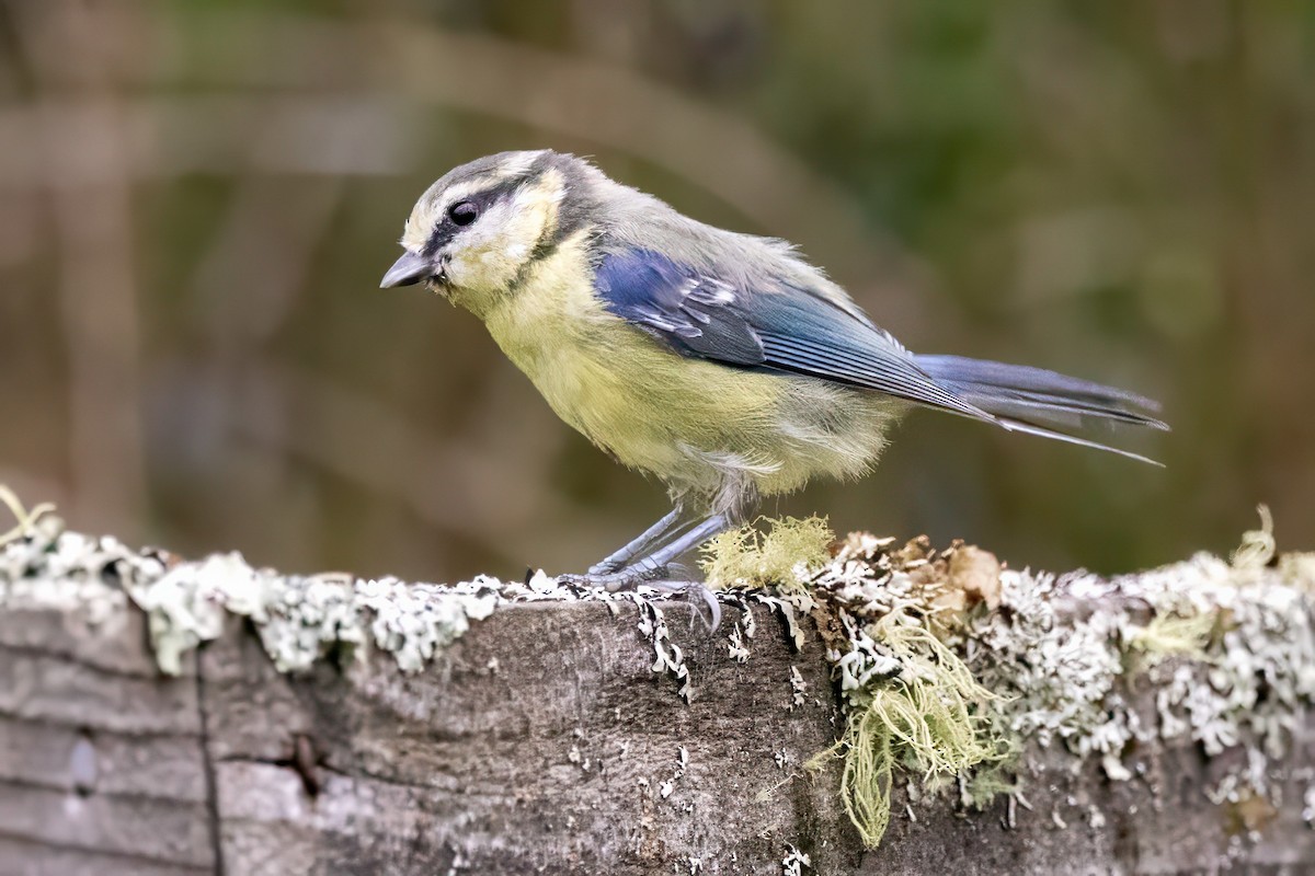 Eurasian Blue Tit - ML641548033