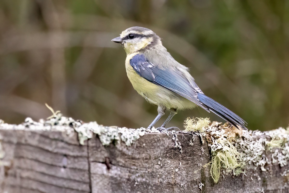 Eurasian Blue Tit - ML641548035