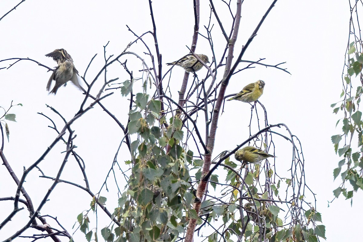 Eurasian Siskin - ML641548040