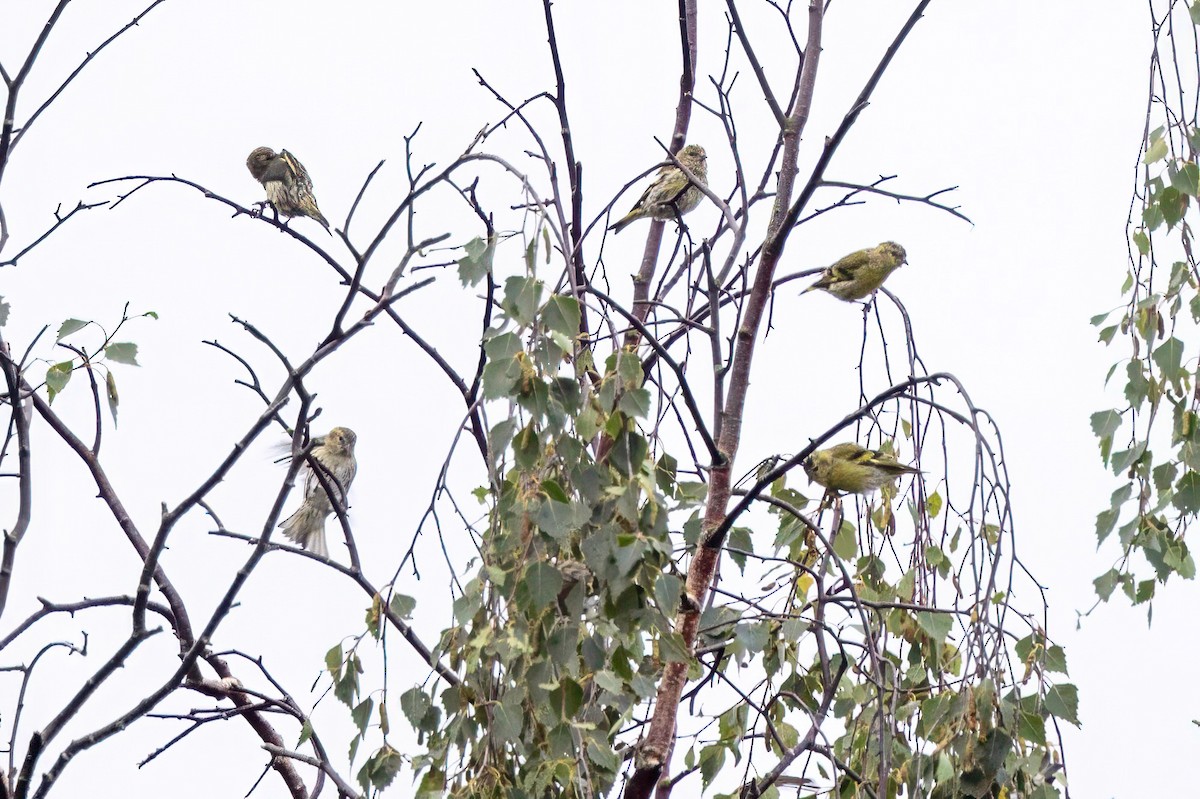 Eurasian Siskin - ML641548041