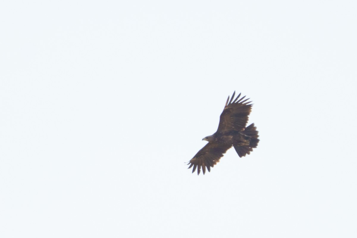 savanneørn - ML641548070