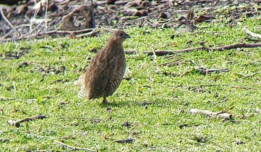 Brown Quail - ML641548071
