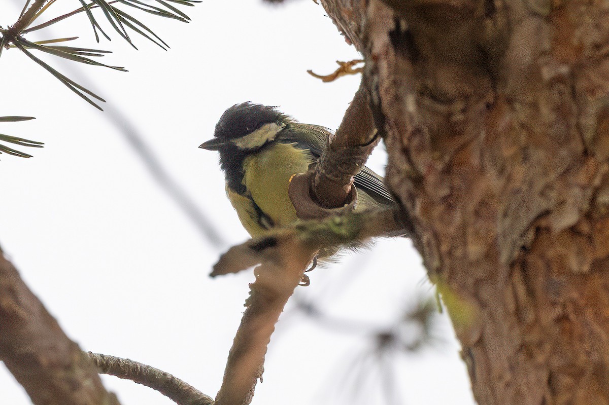 Great Tit - ML641548073