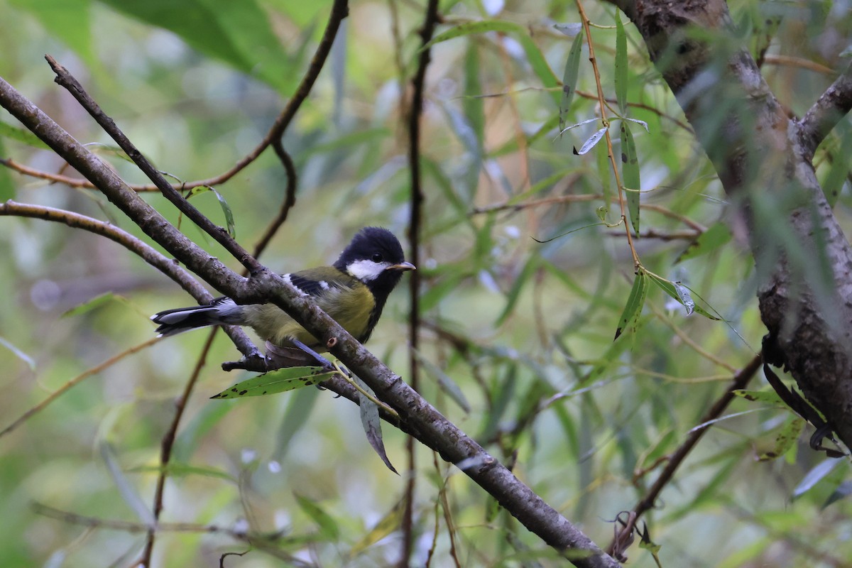 Green-backed Tit - ML641548074