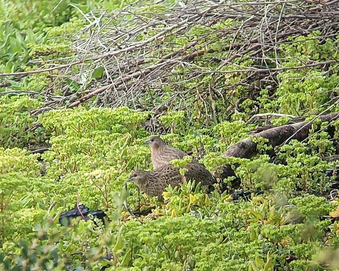 Brown Quail - ML641548076