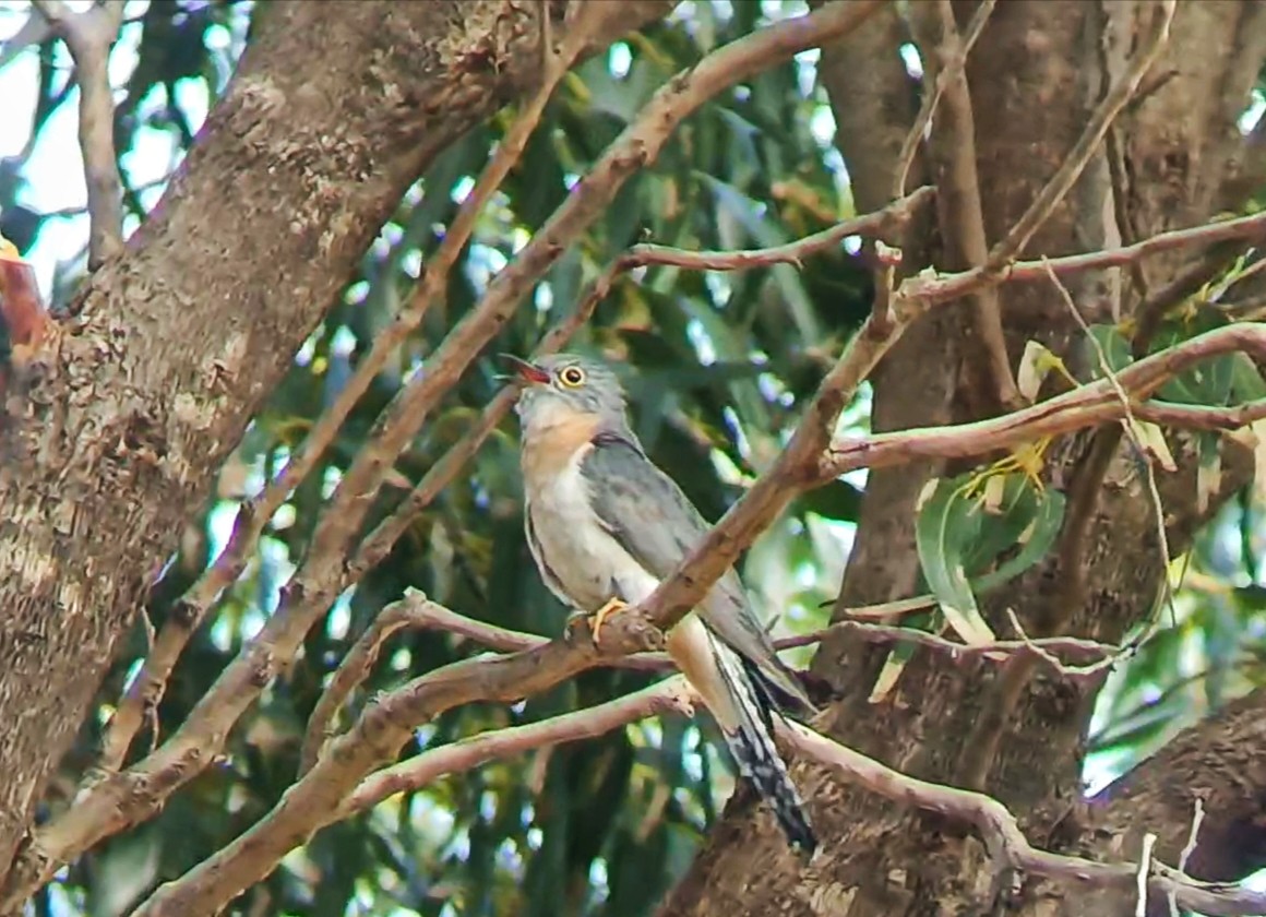 Fan-tailed Cuckoo - ML641548083