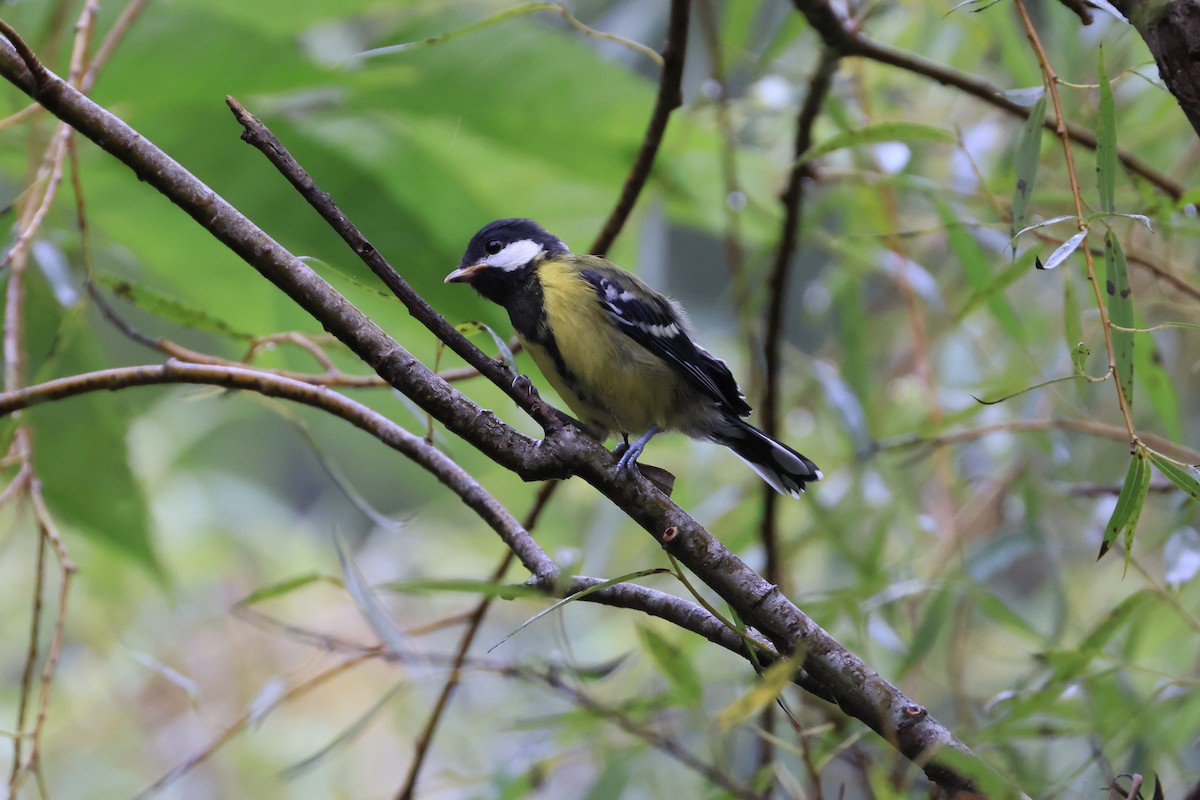 Green-backed Tit - ML641548086