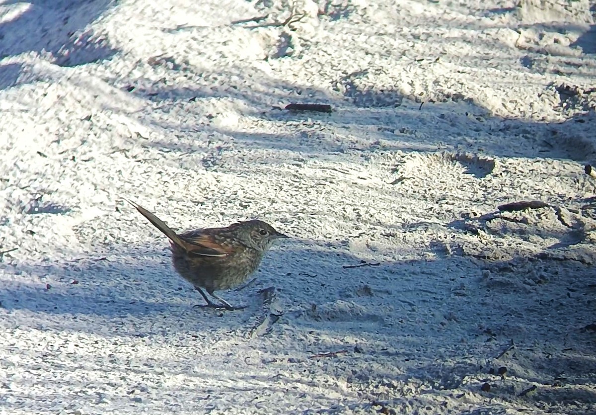 Western Bristlebird - ML641548096