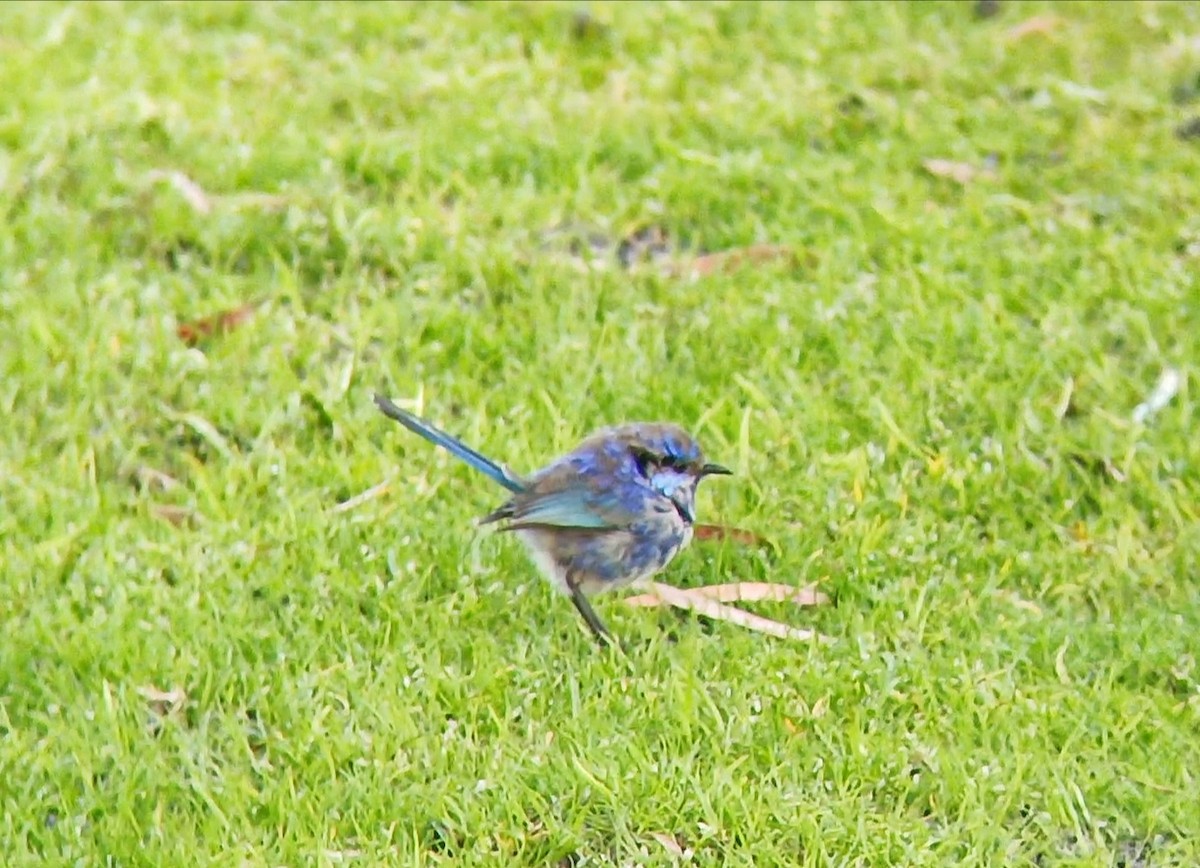Splendid Fairywren - ML641548105