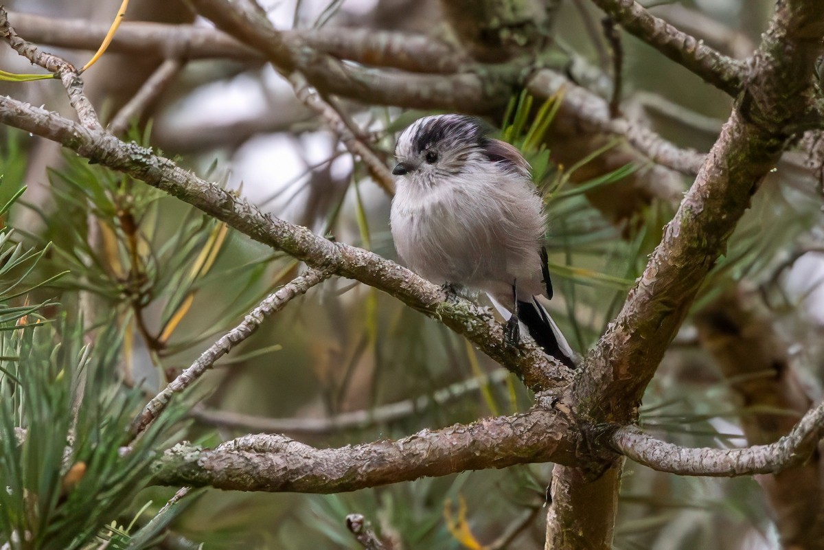 Long-tailed Tit - ML641548107
