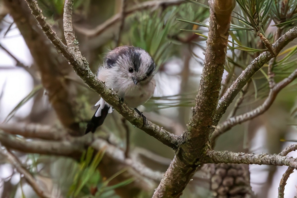 Long-tailed Tit - ML641548108