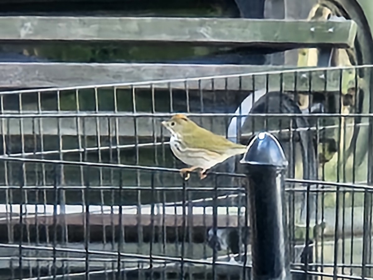 Ovenbird - ML641548109