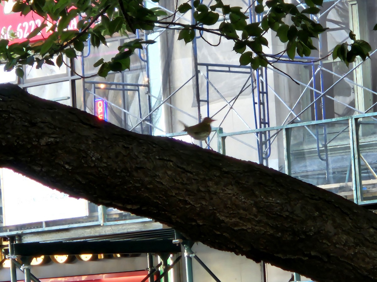 Ovenbird - ML641548110