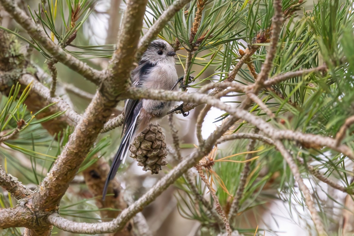 Long-tailed Tit - ML641548115