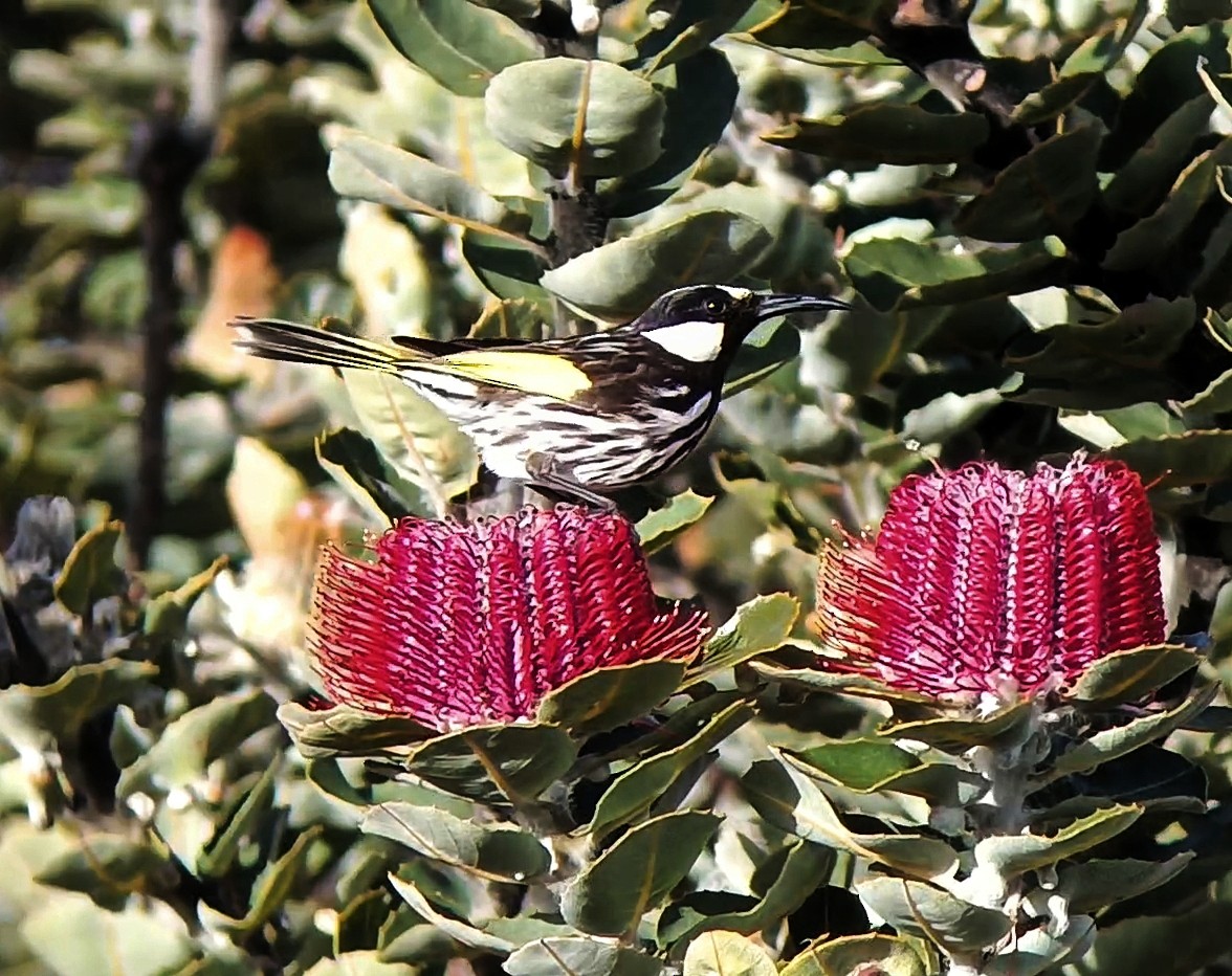 White-cheeked Honeyeater - ML641548133