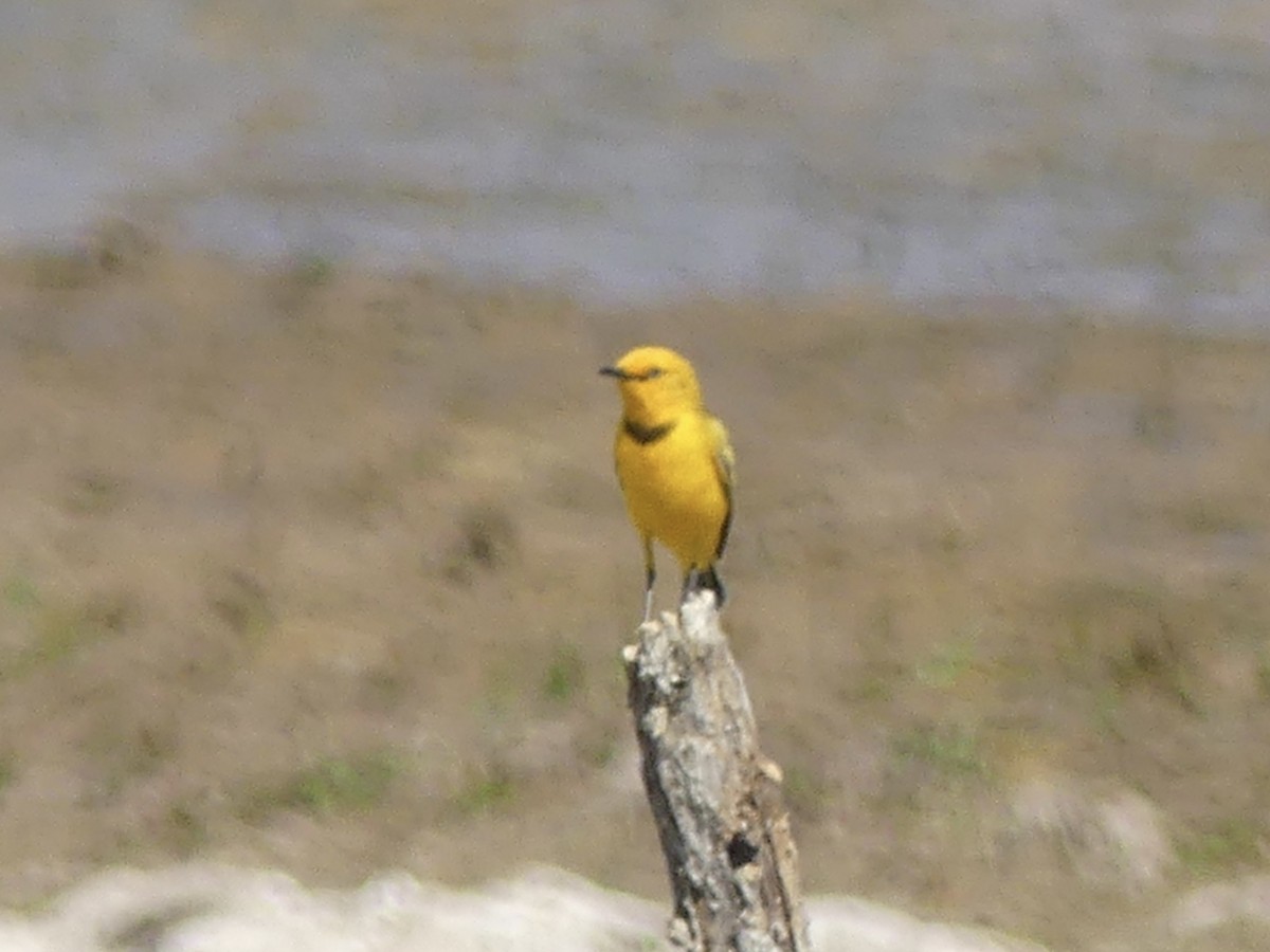 Yellow Chat - ML641548134