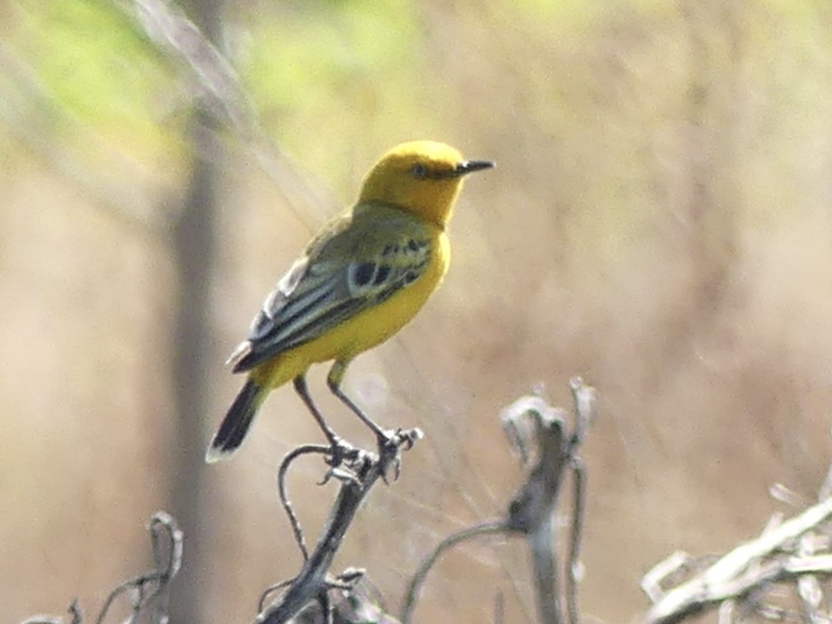 Yellow Chat - ML641548135