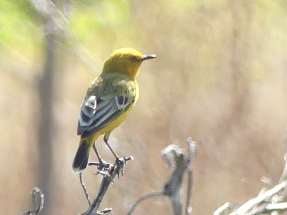 Yellow Chat - ML641548136