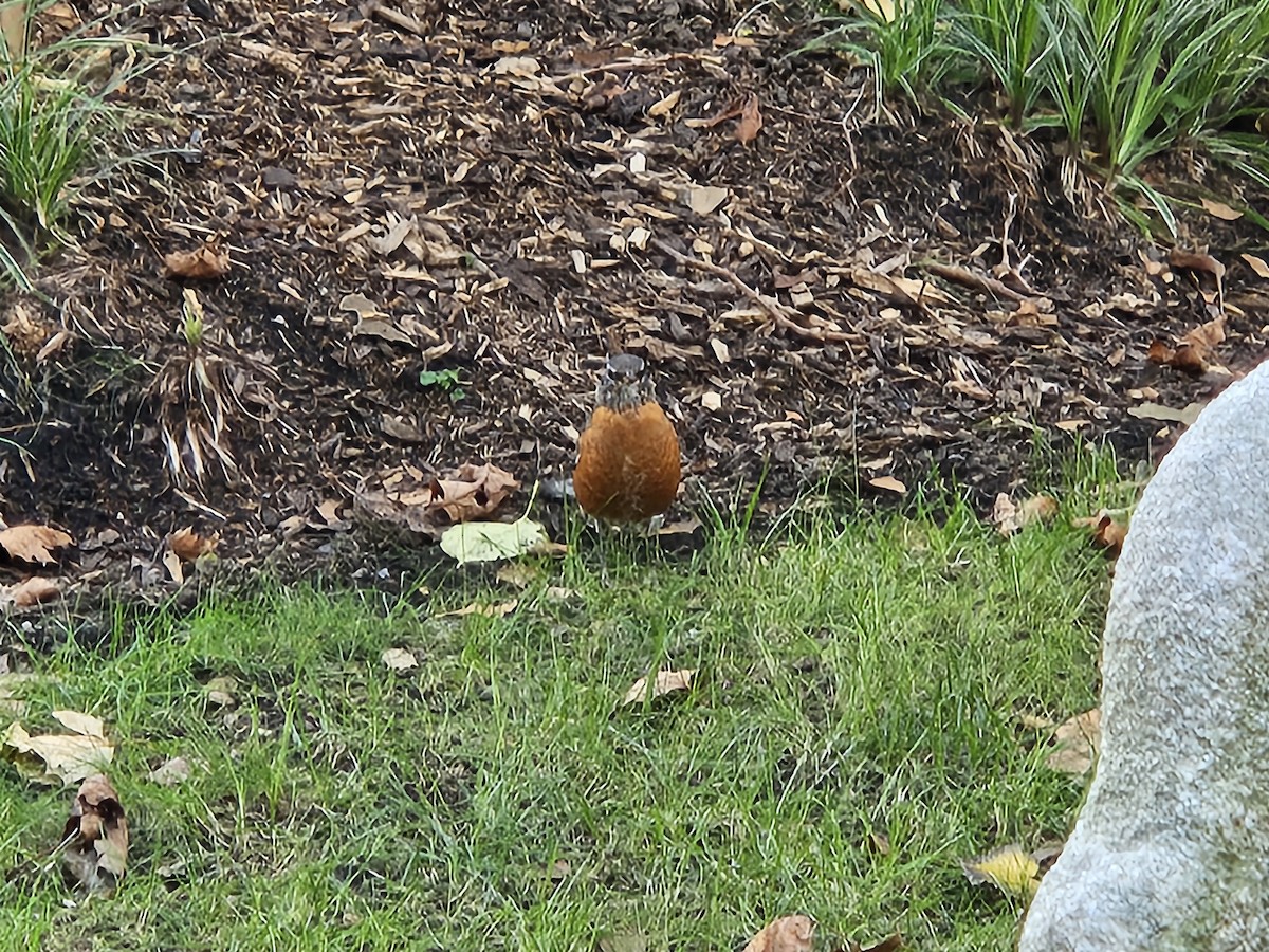 American Robin - ML641548148