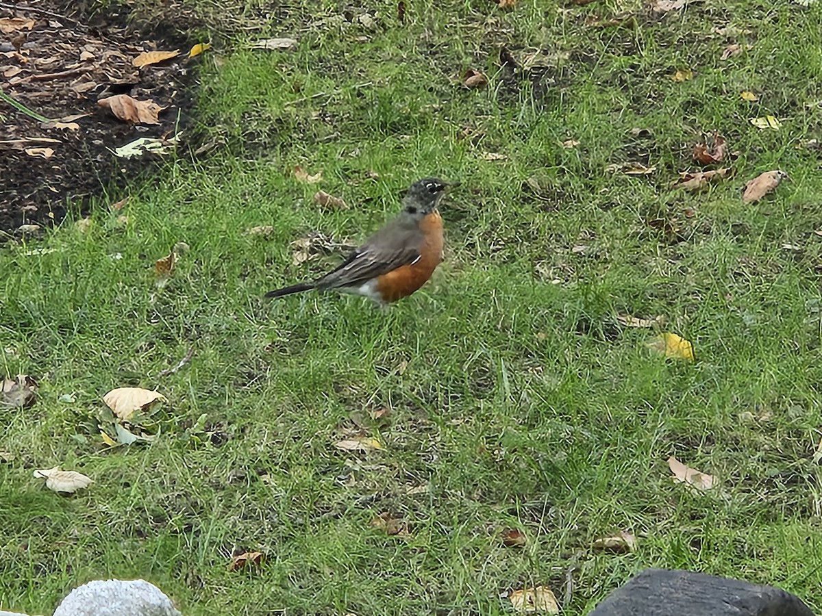 American Robin - ML641548149