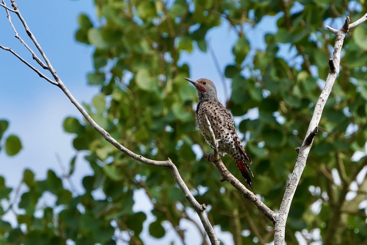 gullspett (cafer gr.) - ML641548214