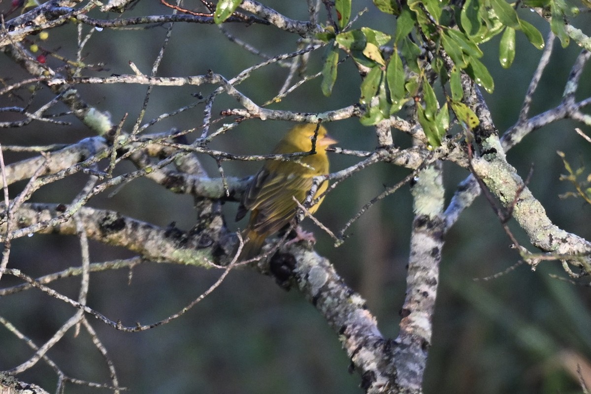 Holub's Golden-Weaver - ML641548218