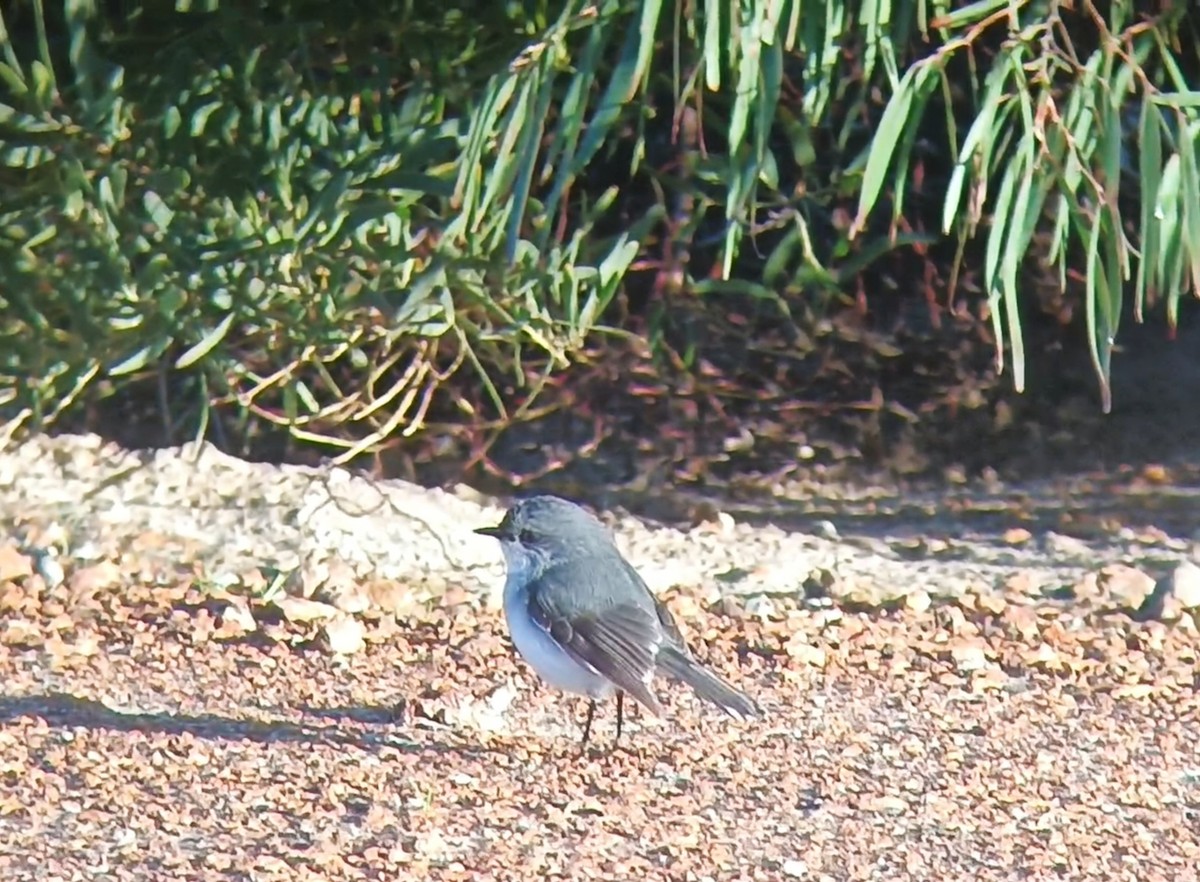 White-breasted Robin - ML641548238