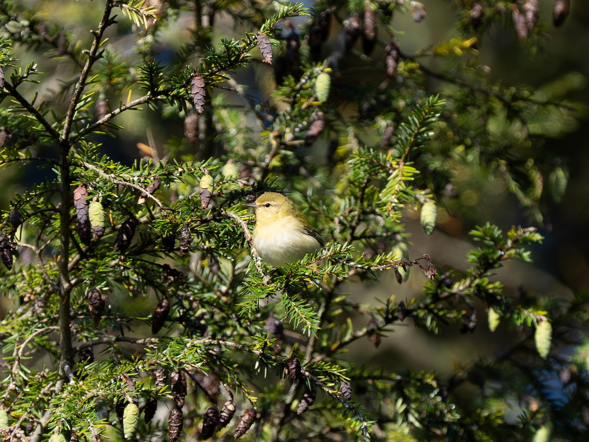 møllparula - ML641548239